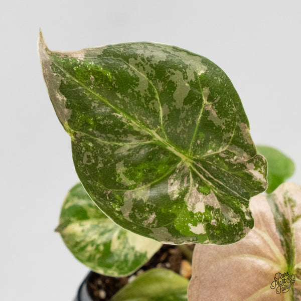 Alocasia 'Uhinkii' Albo/Pink Variegated (Previously Alocasia Wentii) (wk5-C)