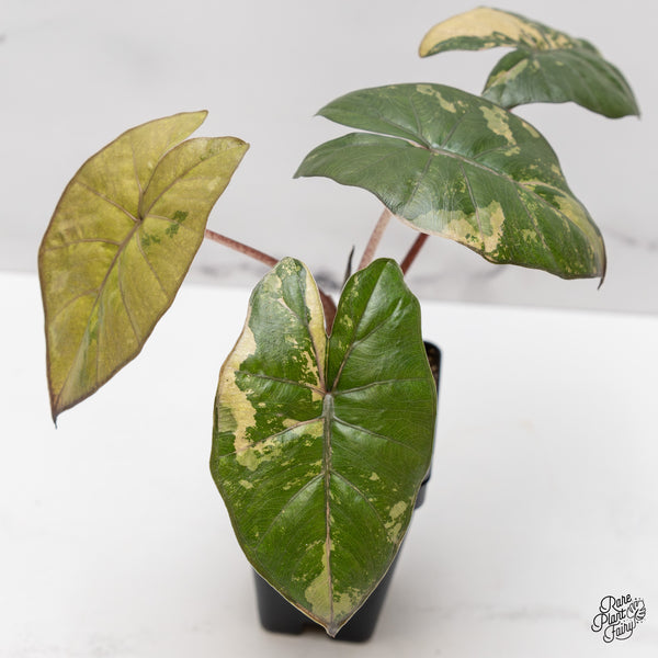 Alocasia 'Yucatan Princess' Variegated (wk47-K)