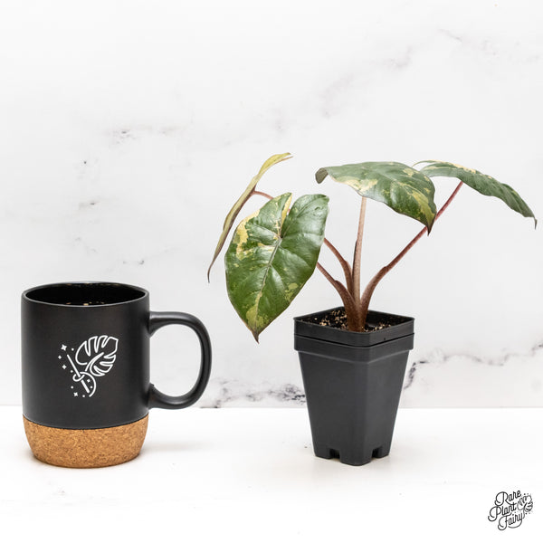 Alocasia 'Yucatan Princess' Variegated (wk47-K)