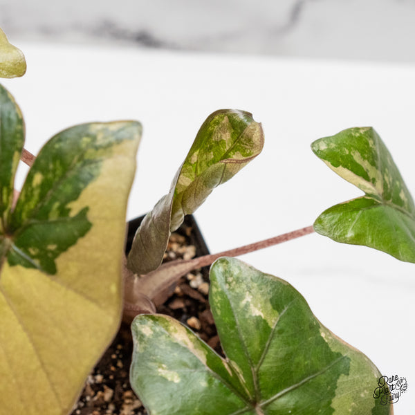 Alocasia 'Yucatan Princess' Variegated (wk48-G)