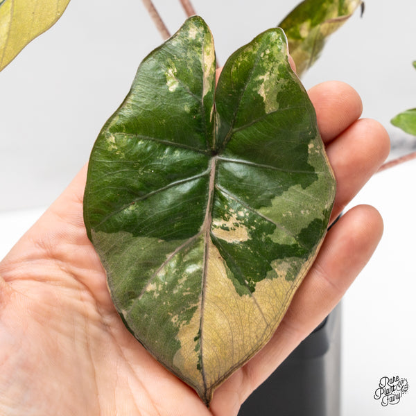 Alocasia 'Yucatan Princess' Variegated (wk48-G)