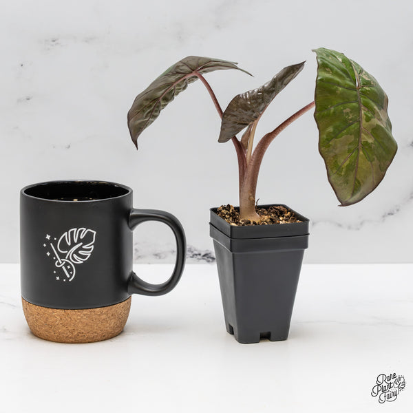 Alocasia 'Yucatan Princess' Variegated (wk50-K)