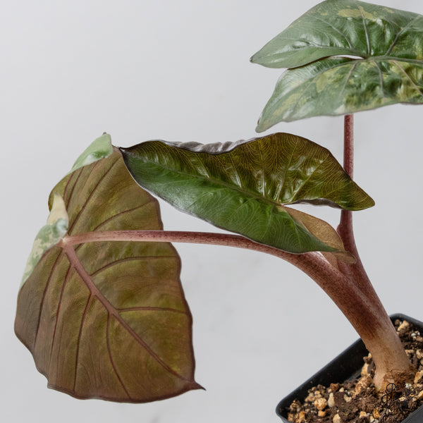 Alocasia 'Yucatan Princess' Variegated (wk50-K)