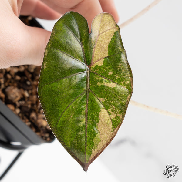 Alocasia 'Yucatan Princess' Variegated (wk51-B)