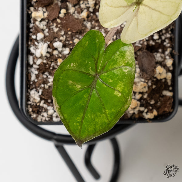 Alocasia 'Yucatan Princess' Variegated (wk6-C)