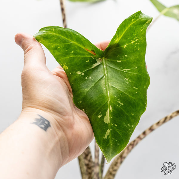 Alocasia Zebrina 'Siberian Tiger' Albo Variegated (wk51-UG)
