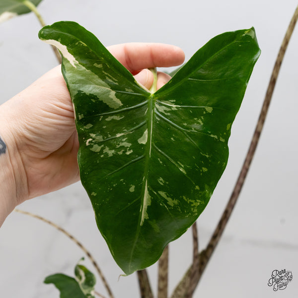 Alocasia Zebrina 'Siberian Tiger' Albo Variegated (wk2-UL) *Corming Size*