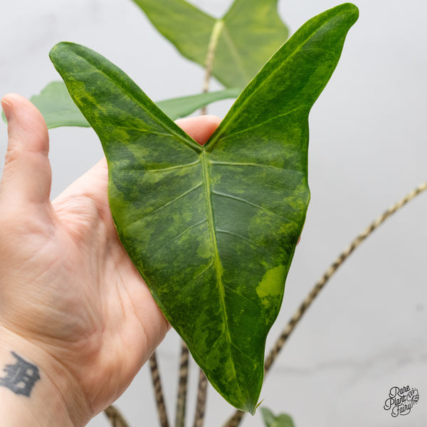 Alocasia Zebrina 'Siberian Tiger' Aurea Variegated (wk2-UN) *Corming Size*