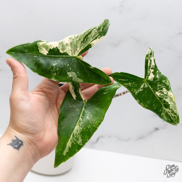 Alocasia Zebrina 'Siberian Tiger' Albo Variegated (wk45-I)