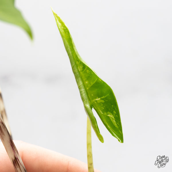 Alocasia Zebrina 'Siberian Tiger' Albo Variegated (wk48-UP)