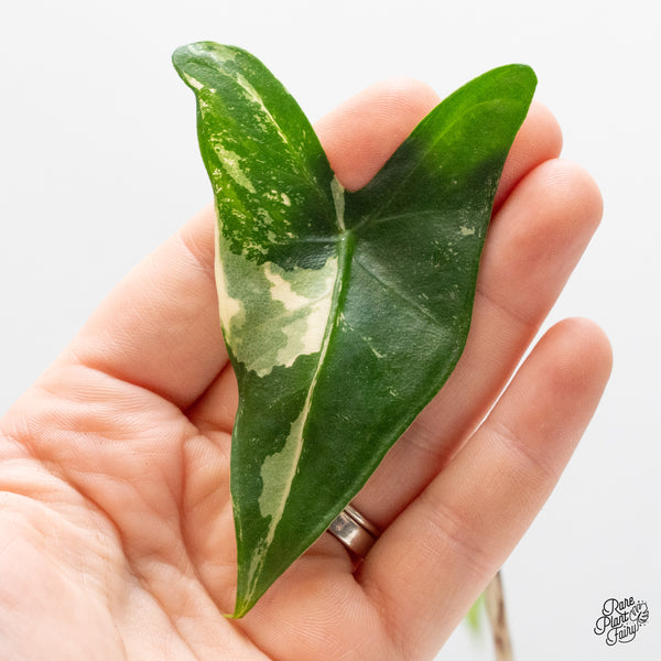 Alocasia Zebrina 'Siberian Tiger' Albo Variegated (wk48-UP)