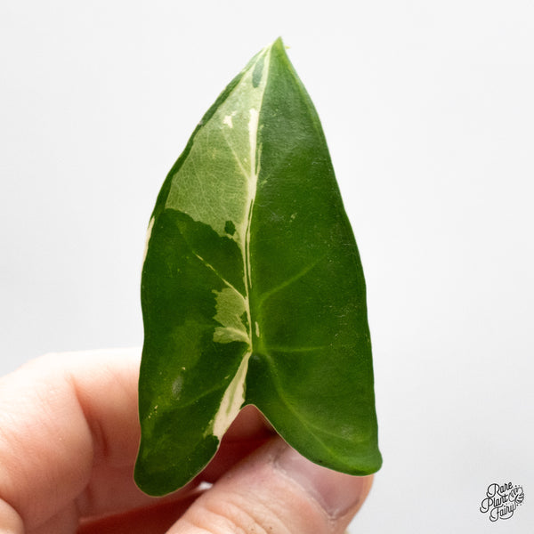 Alocasia Zebrina 'Siberian Tiger' Albo Variegated (wk48-UP)