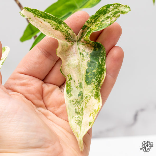 Alocasia Zebrina 'Tigrina Superba' Variegated (wk47-F)