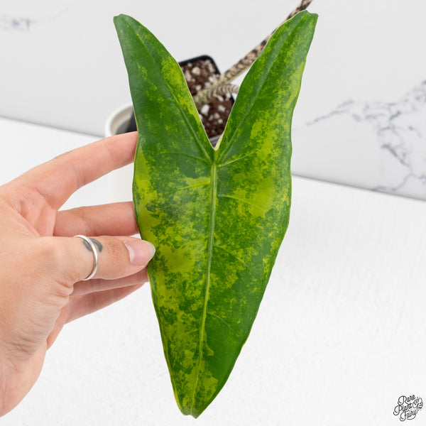 Alocasia 'Zebrina' Variegated (wk33-D)