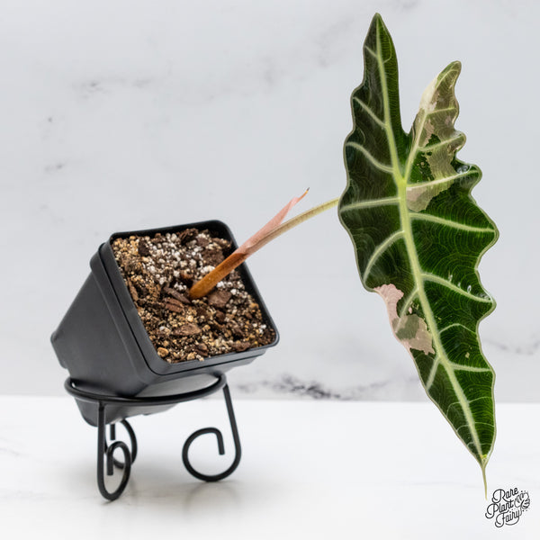 Alocasia 'Amazonica' Pink Variegated - US Clone (wk49-P)