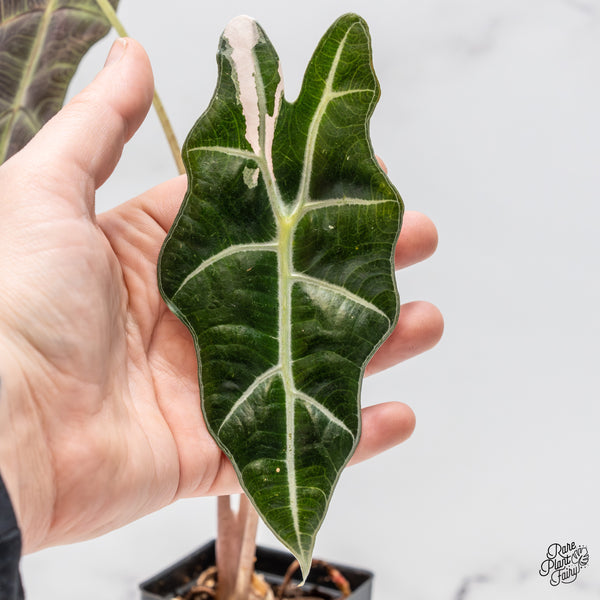Alocasia 'Amazonica' Pink Variegated - US Clone (wk50-G)