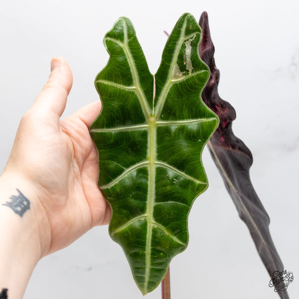 Alocasia 'Amazonica' Pink Variegated - US Clone (wk50-UQ)