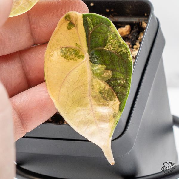 Alocasia Azlanii Aurea Variegated (wk49-H)