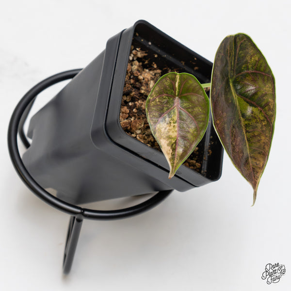 Alocasia Azlanii Aurea Variegated (wk50-I)