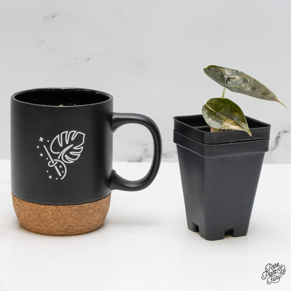 Alocasia Azlanii Aurea Variegated (wk50-I)