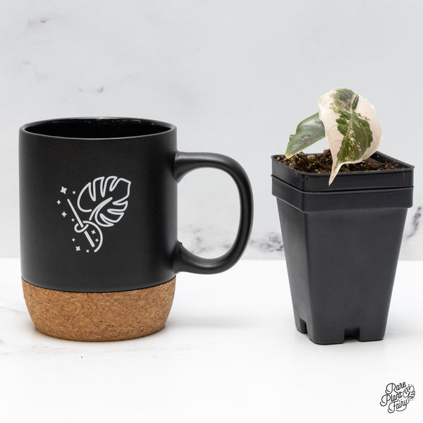 Alocasia 'Azlanii' Pink Variegated (wk49-G)