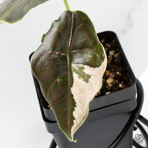 Alocasia 'Azlanii' Pink Variegated (wk52-J)