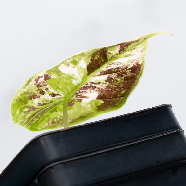 Alocasia 'Azlanii' Pink Variegated (wk5-I)