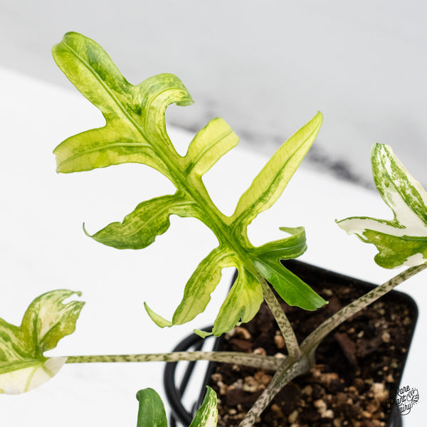 Alocasia Brancifolia Albo Variegated (wk49-UJ)