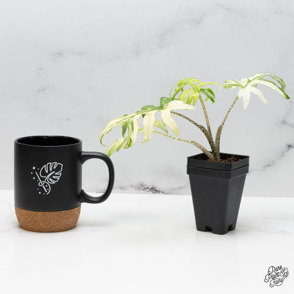 Alocasia Brancifolia Albo Variegated (wk49-UJ)