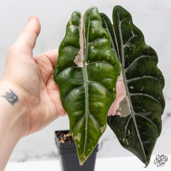 Alocasia Chantrieri Pink Variegated (wk50-US) *Corming Size*