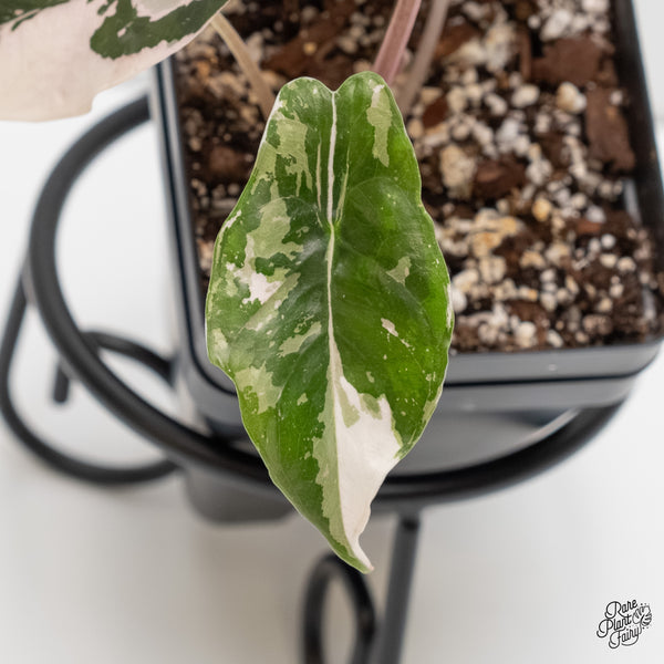 Alocasia Chantrieri Pink Variegated (wk6-P)