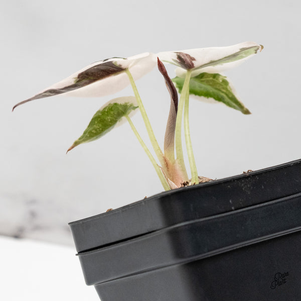 Alocasia 'Cuprea' Albo/Pink Variegated (wk52-D)