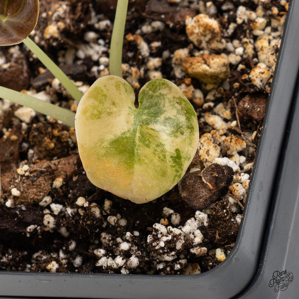 Alocasia Cuprea Gold/Aurea/Caramel Latte Variegated (wk51-O)