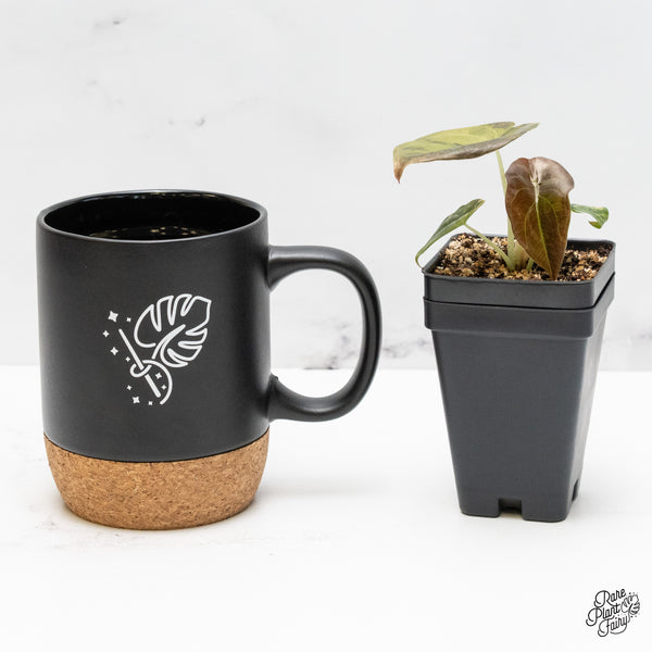 Alocasia Cuprea Gold/Aurea/Caramel Latte Variegated (wk51-P)