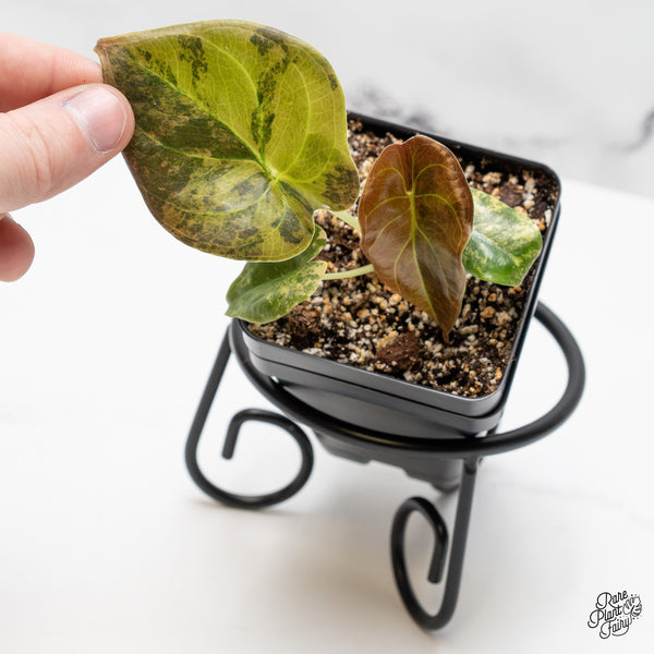 Alocasia Cuprea Gold/Aurea/Caramel Latte Variegated (wk51-P)