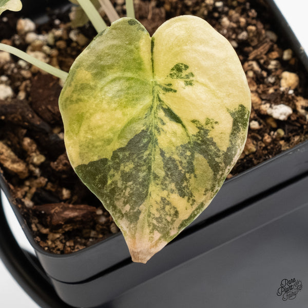 Alocasia Cuprea Gold/Aurea/Caramel Latte Variegated (wk4-E)