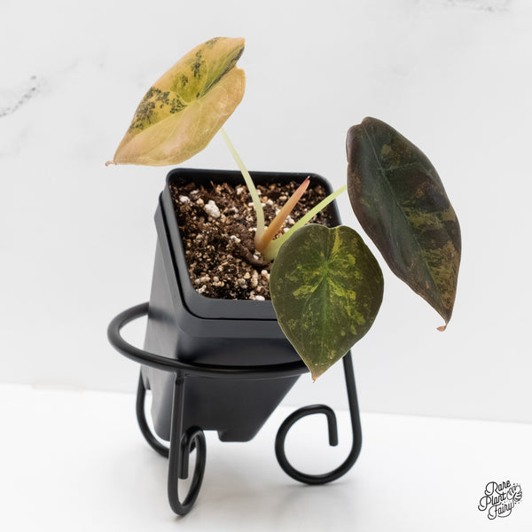 Alocasia Cuprea Gold/Aurea/Caramel Latte Variegated (wk4-F)