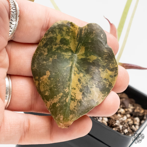 Alocasia Cuprea Gold/Aurea/Caramel Latte Variegated (wk6-S)