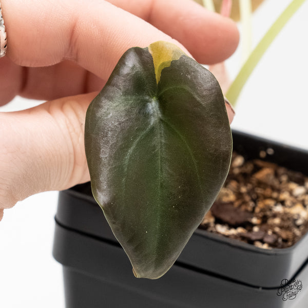 Alocasia Cuprea Gold/Aurea/Caramel Latte Variegated (wk6-S)