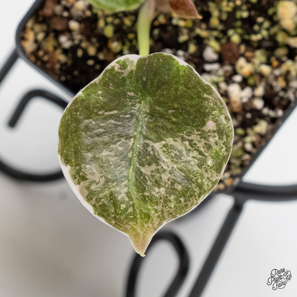 Alocasia 'Cuprea' Albo/Pink Variegated (wk5-J)