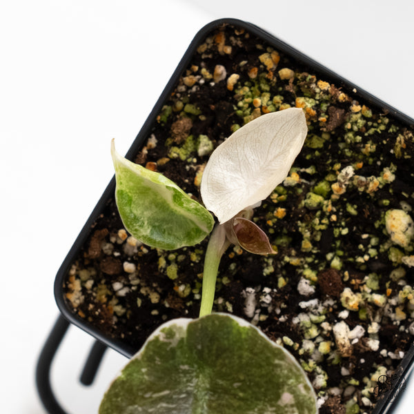 Alocasia 'Cuprea' Albo/Pink Variegated (wk5-J)