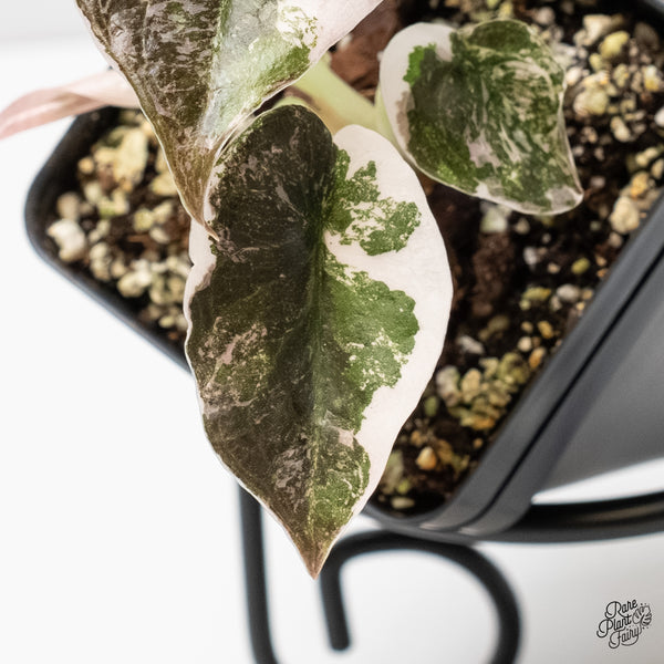 Alocasia 'Cuprea' Albo/Pink Variegated (wk6-A)