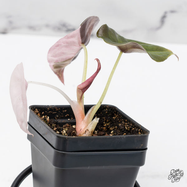 Alocasia 'Cuprea' Albo/Pink Variegated (wk45-A) *Sectoral*