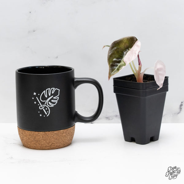 Alocasia 'Cuprea' Albo/Pink Variegated (wk45-A) *Sectoral*