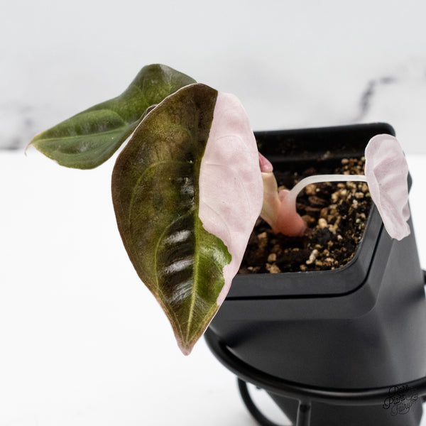 Alocasia 'Cuprea' Albo/Pink Variegated (wk45-A) *Sectoral*