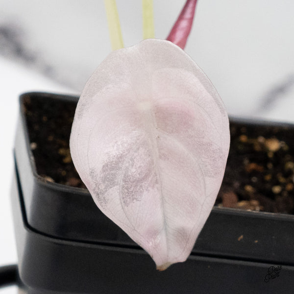 Alocasia 'Cuprea' Albo/Pink Variegated (wk45-A) *Sectoral*