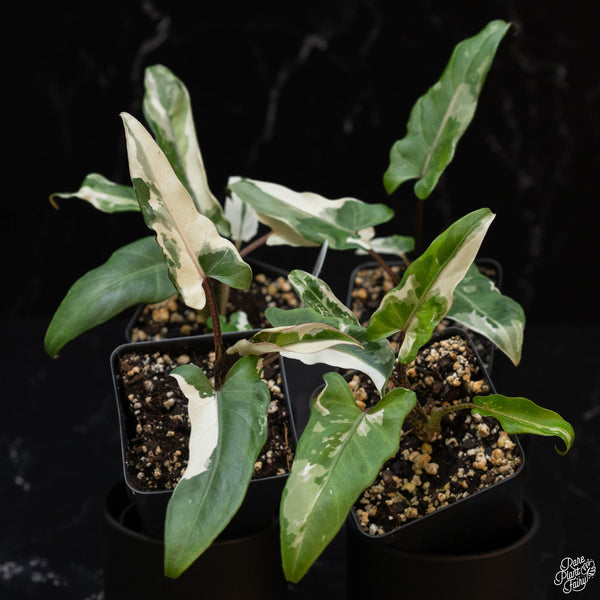 Alocasia lauterbachiana albo variegated *Grower's choice*