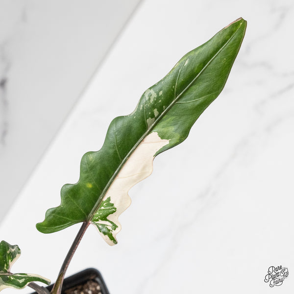 Alocasia Lauterbachiana Albo Variegated (wk50-O)