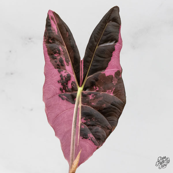 Alocasia Longiloba 'Black Satun' Pink Variegated (wk48-UB)