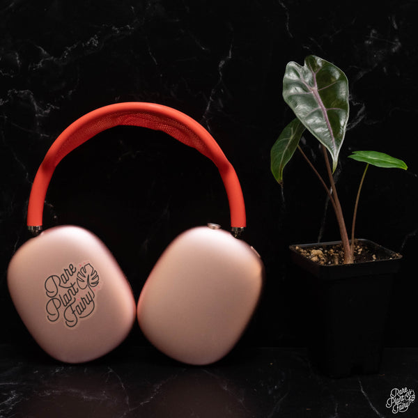 Alocasia Longiloba 'Suhirmaniana' Purple *Grower's choice*